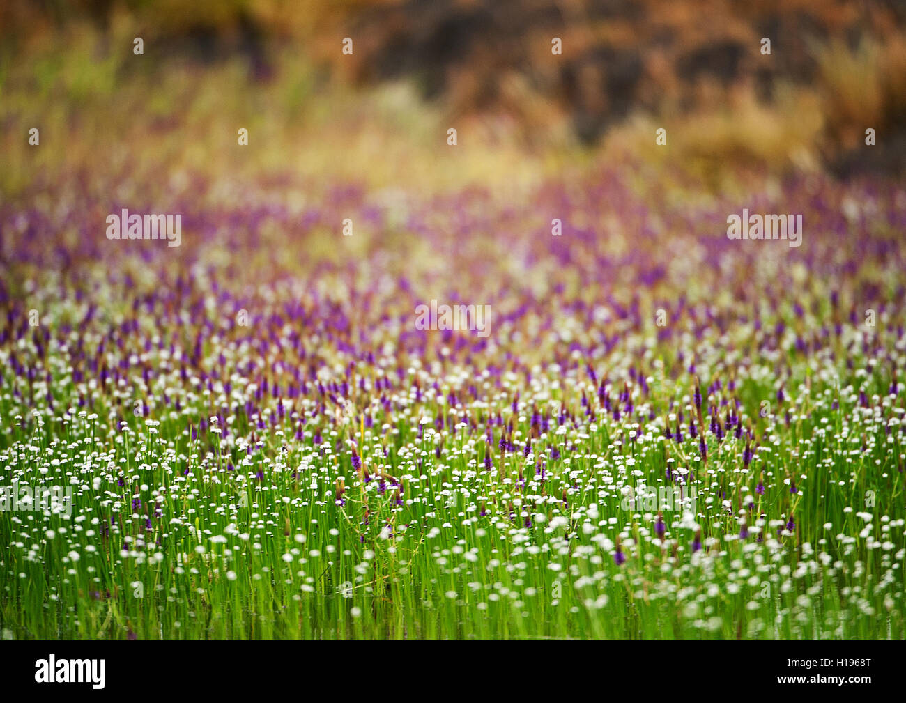 The image of Landscape with flowers in Kaas Plateau, Satara, Maharashtra, India Stock Photo