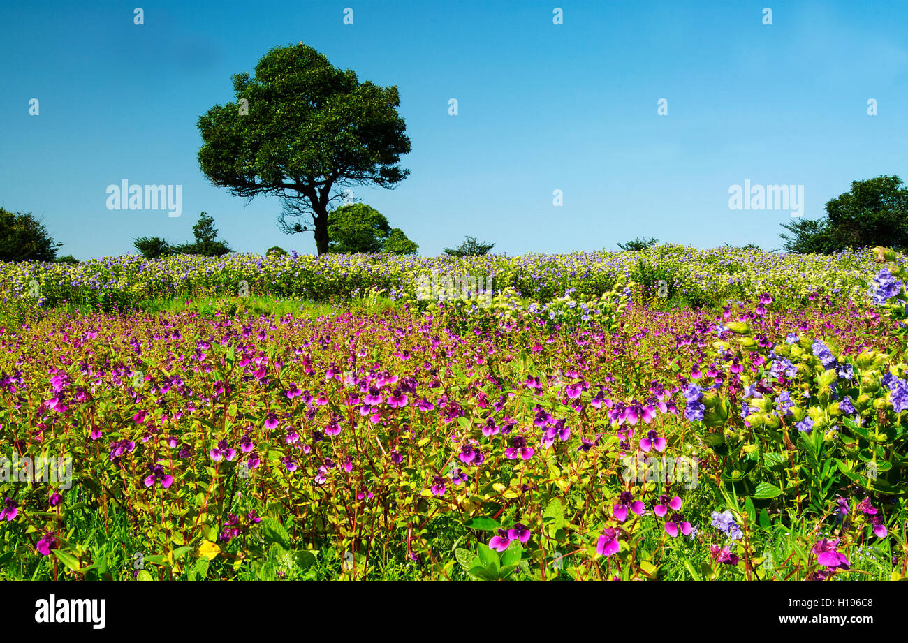 The image of Landscape with flowers in Kaas Plateau, Satara, Maharashtra, India Stock Photo