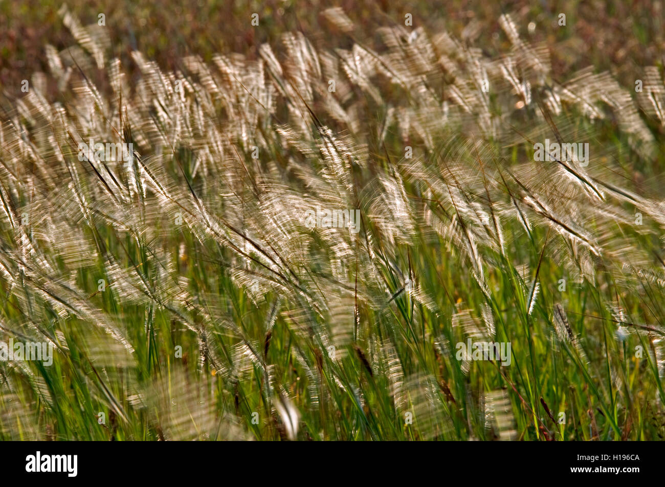 The image of Golden grass blur in Kaas Plateau, Satara, Maharashtra, India Stock Photo