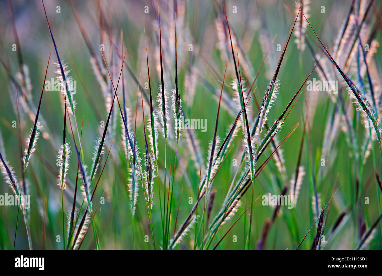 The image of Grass in Kaas Plateau, Satara, Maharashtra, India Stock Photo