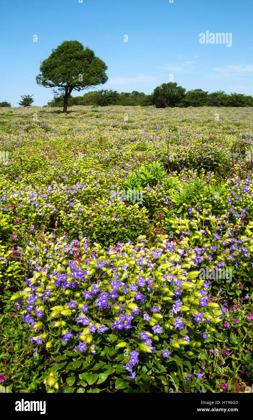 The image of Landscape with karvi (Carvia callosa ) flowers in Kaas Plateau, Satara, Maharashtra, India Stock Photo