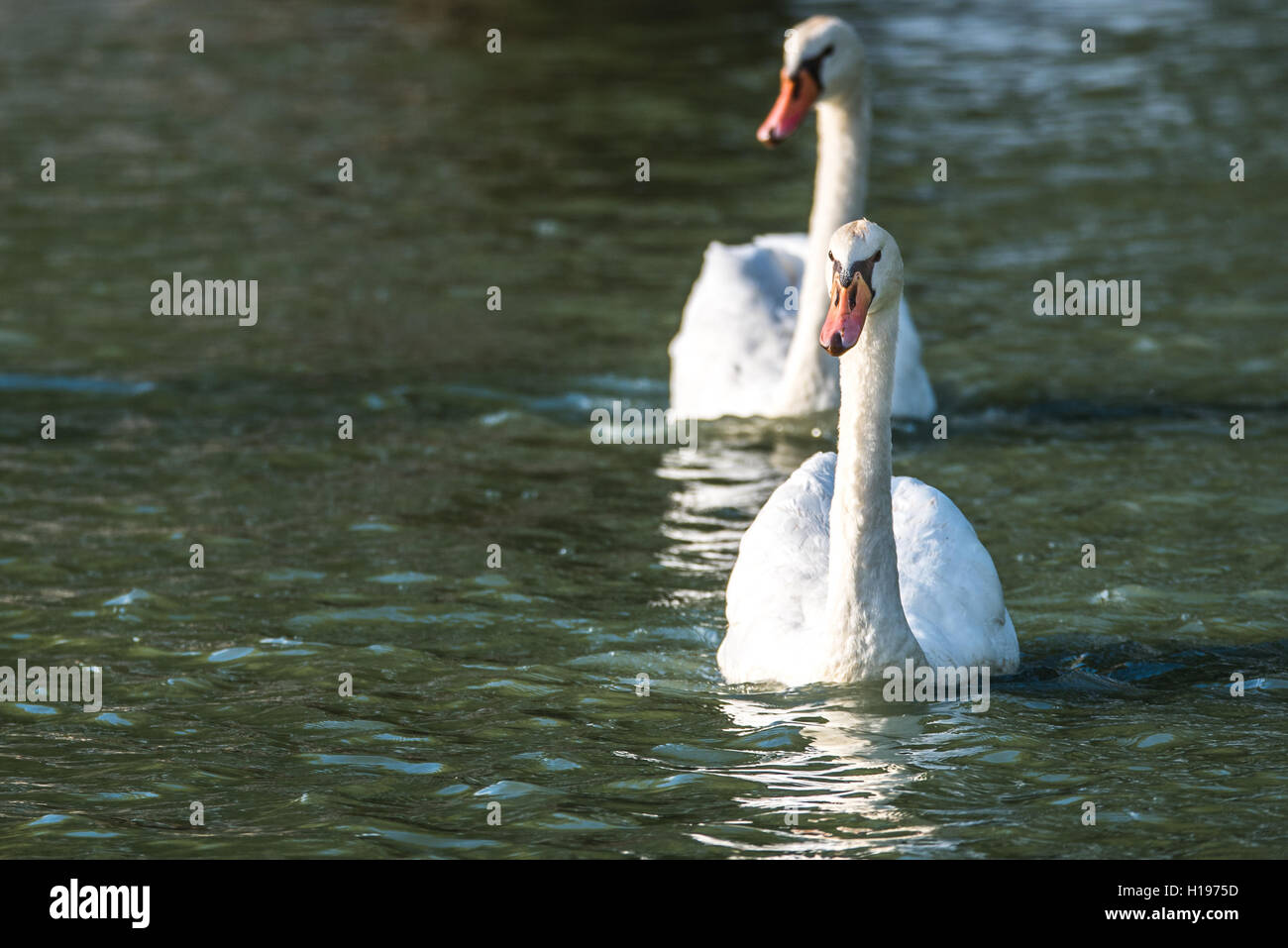 White Mute swan couple (Cygnus olor) swim around their pond on a late summer morning in Ontario, Canada. Stock Photo
