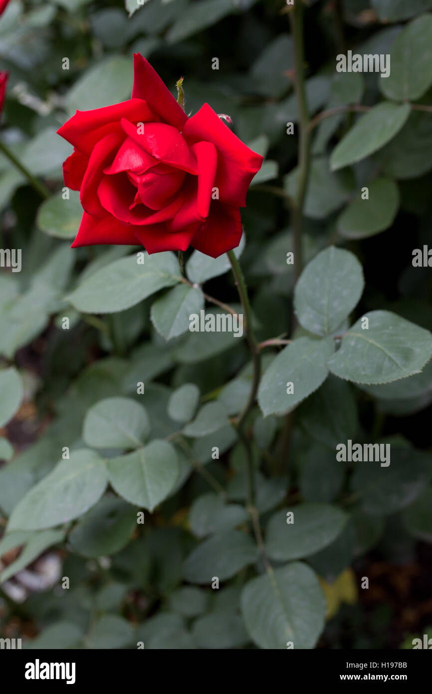 Rose beautiful red blooming hi-res stock photography and images - Alamy