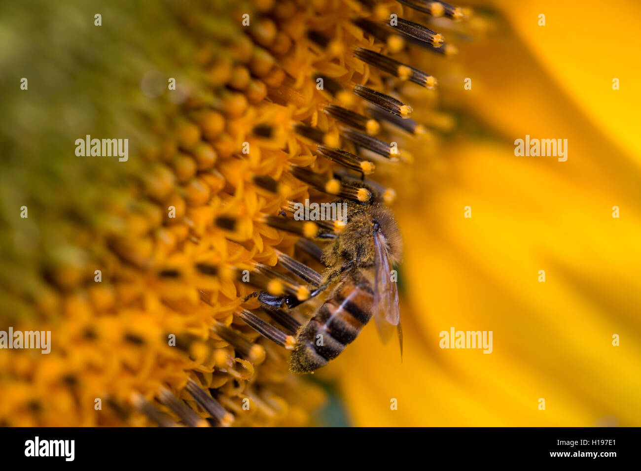 A bee collecting pollen on a flower sunflower Stock Photo - Alamy