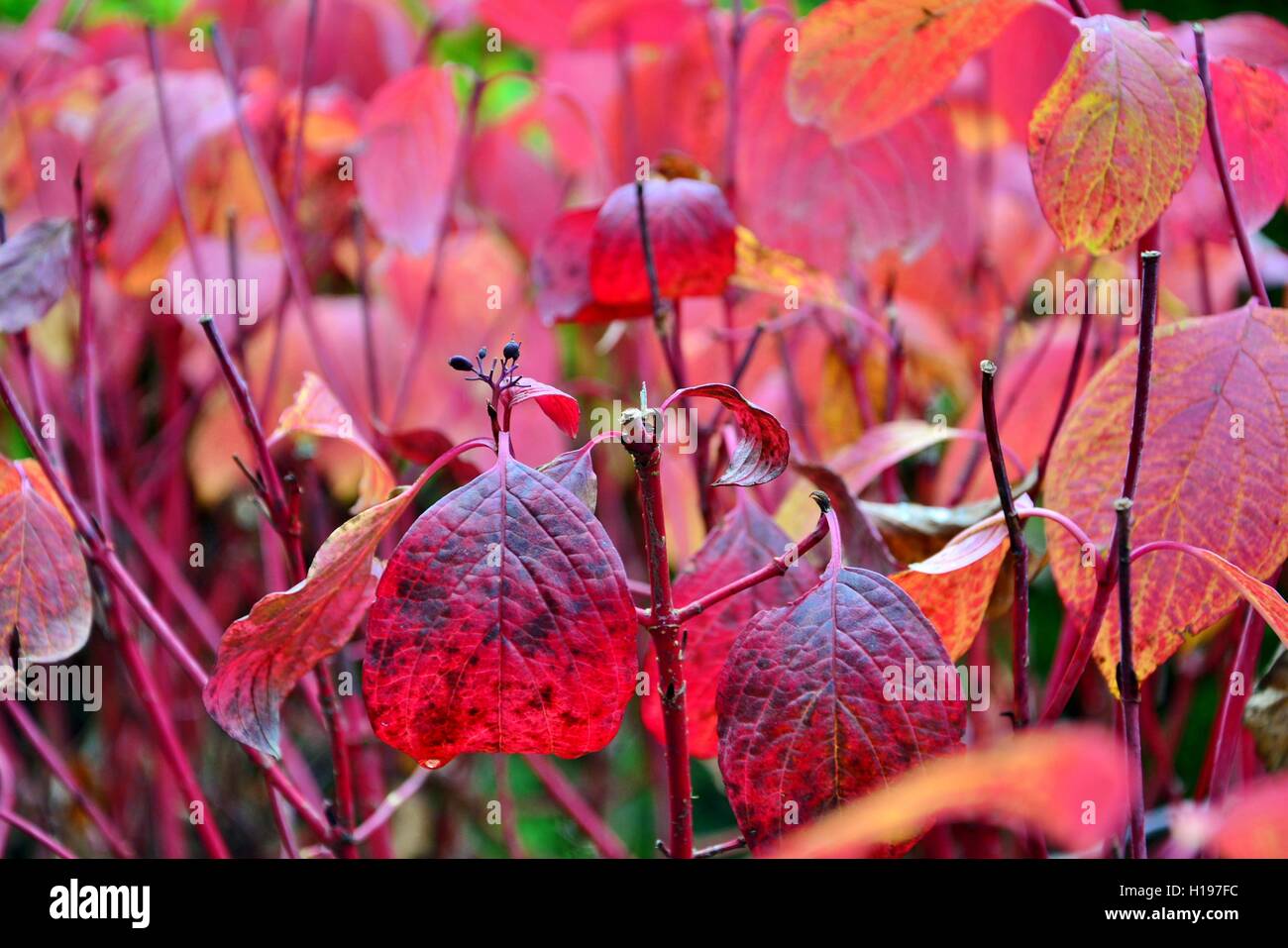 Beautiful colorful autumn leaves on a sunny day in the park Stock Photo ...