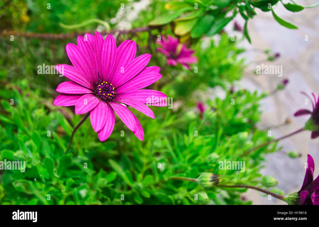 purple daisy margaret flower with green background Stock Photo Alamy