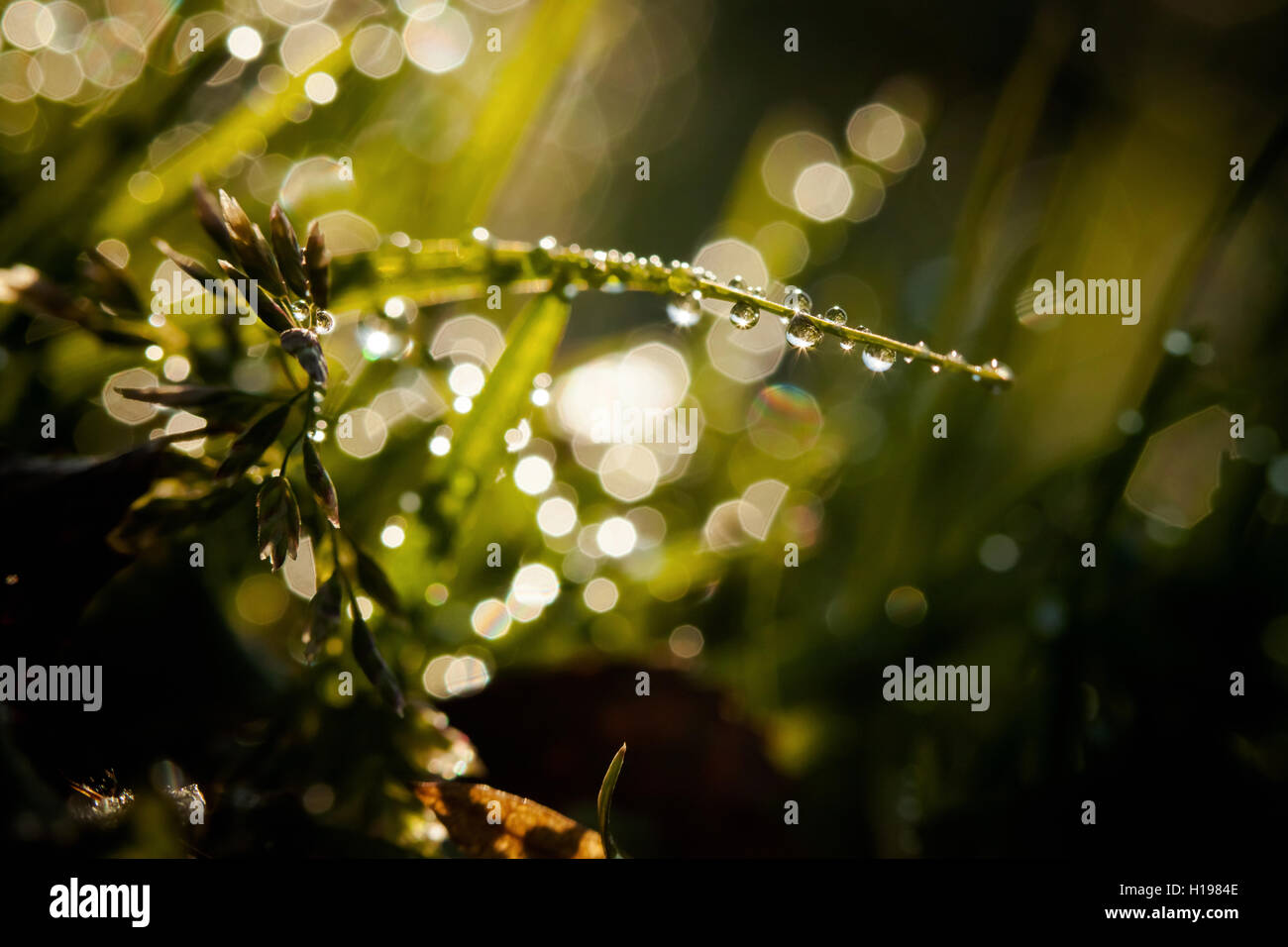 Macro photography of waterdrops in nature Stock Photo - Alamy