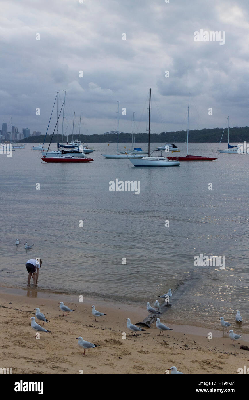 Playing in the sand surrounded by seagulls at sunset Watsons Bay Sydney Australia Stock Photo
