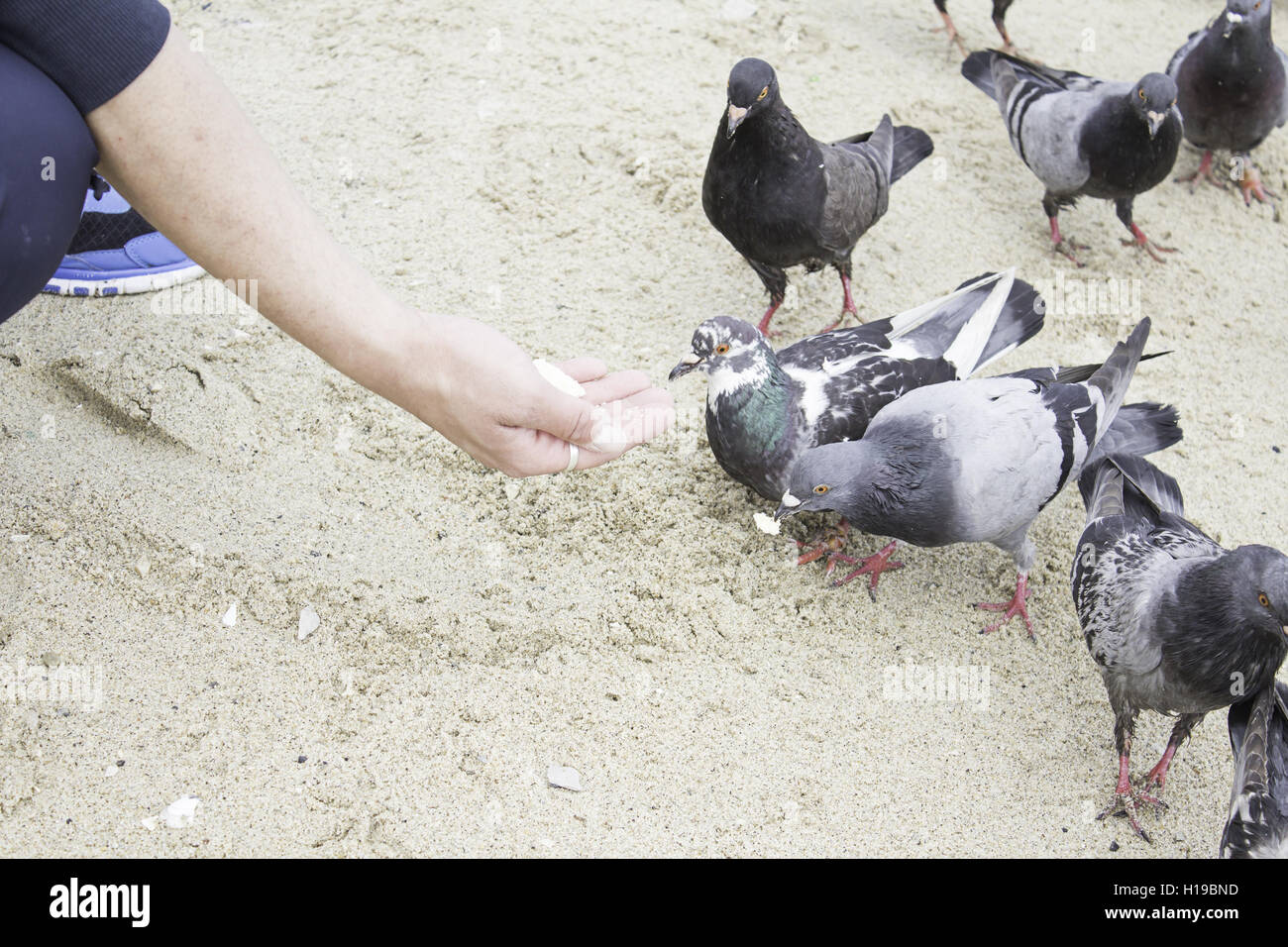 Pigeons eating into the hand of humans, animals Stock Photo Alamy