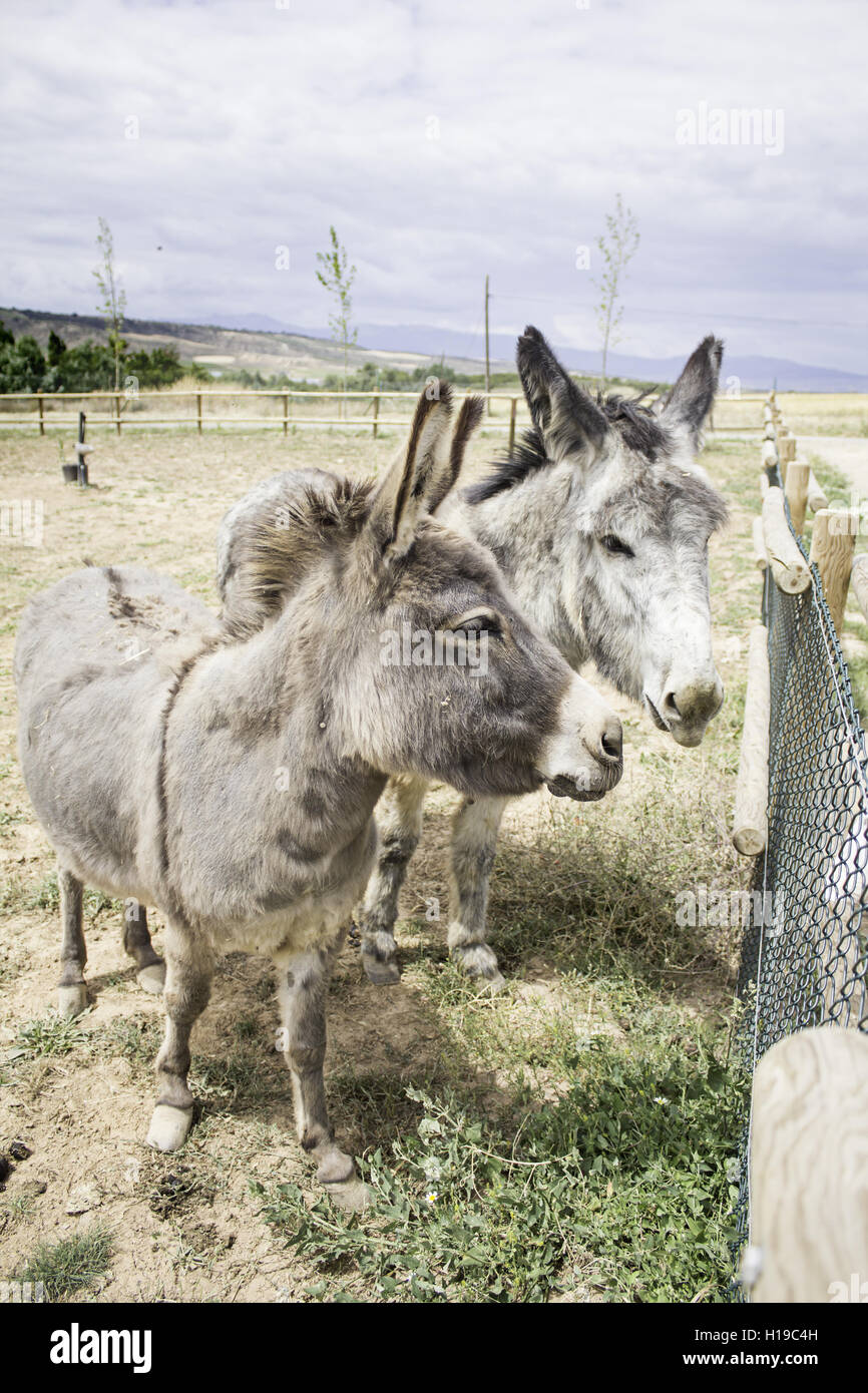 Wooden Animals Donkeys High Resolution Stock Photography and Images - Alamy