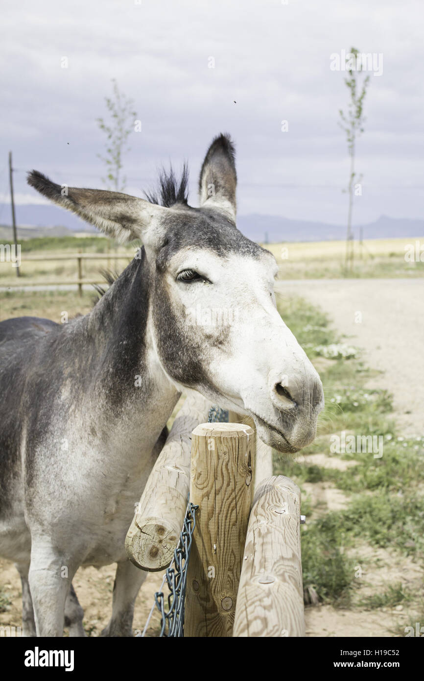 Horse valley wooden farm animals Stock Photo Alamy