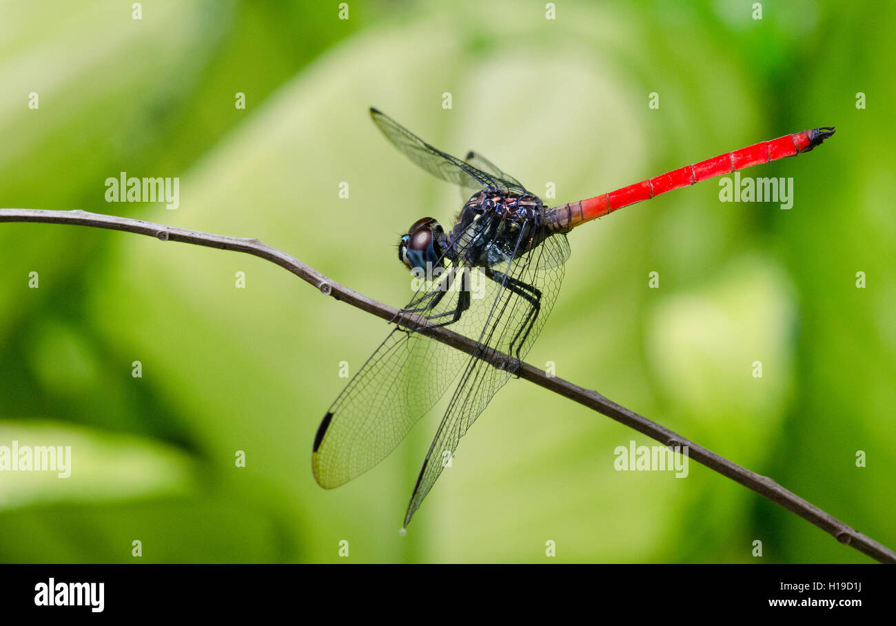 Black and red dragonfly, perched on a plant twig Stock Alamy