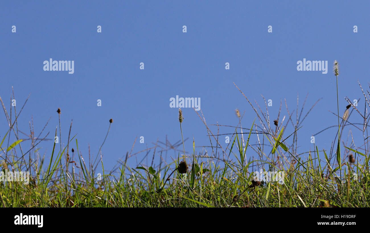 Wild grass profile against blue skies Stock Photo