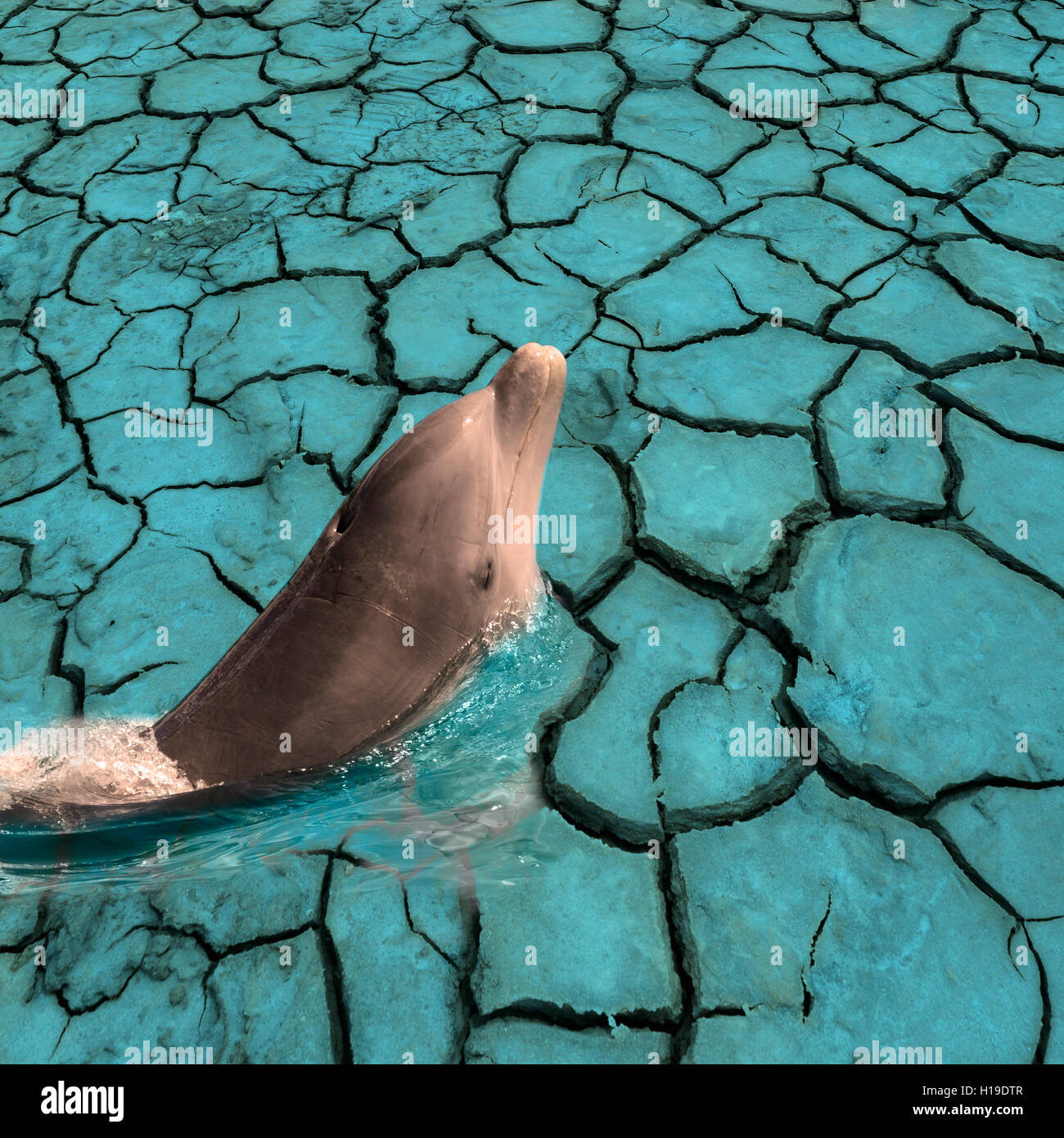 Dolphin swimming out of blue dry ground  for drawing attention to global warming Stock Photo