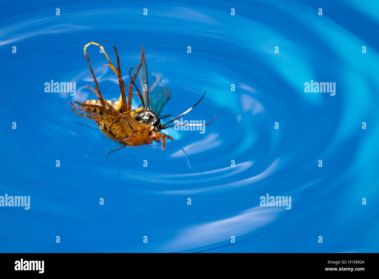Drowning wasp hires stock photography and images Alamy