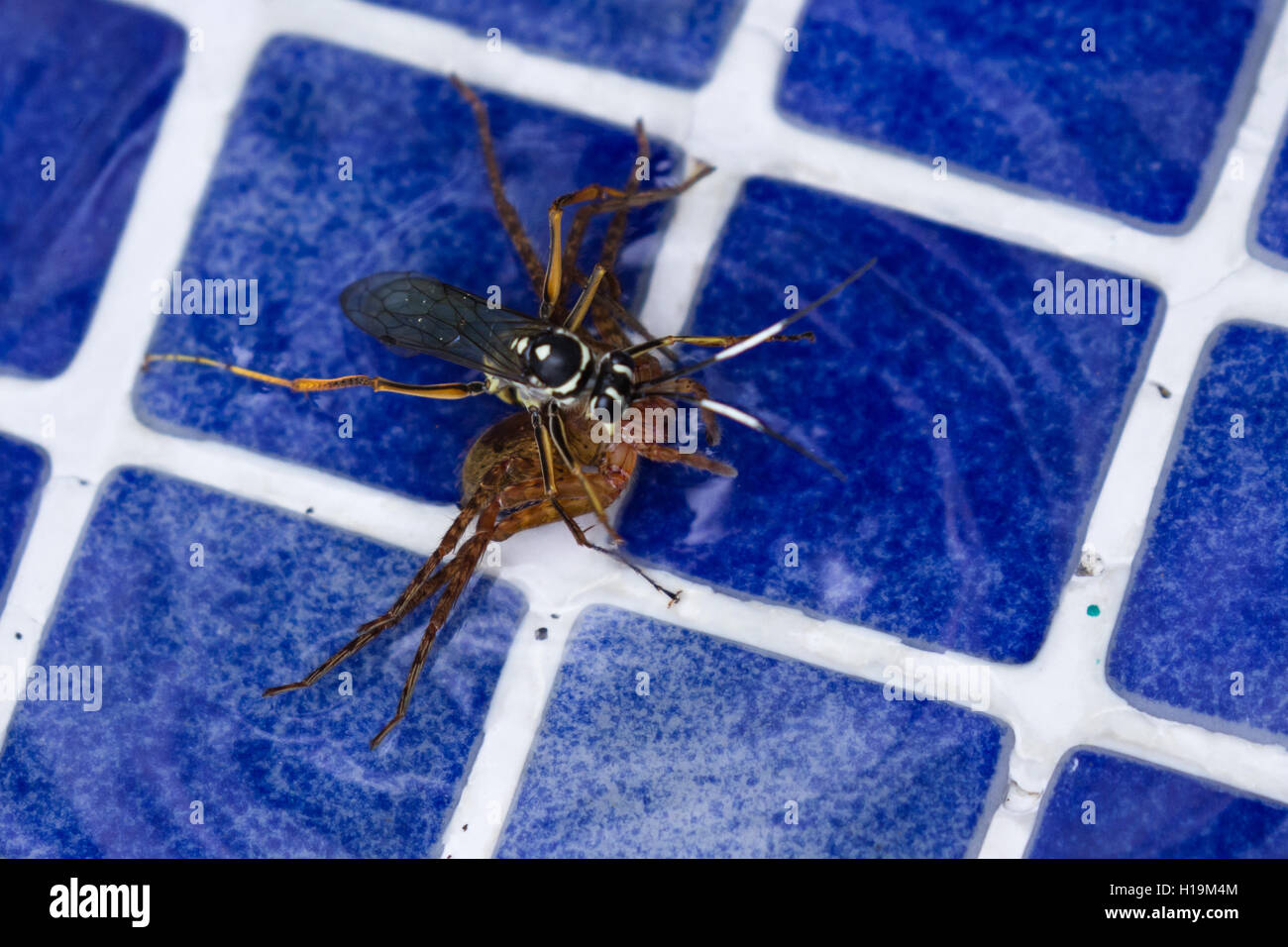 action shots of a spider wasp killing a spider by drowning it in a