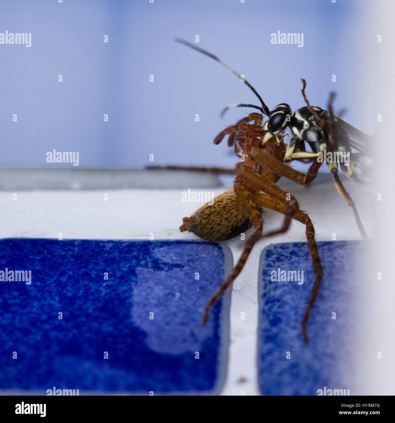 action shots of a spider wasp killing a spider by drowning it in a