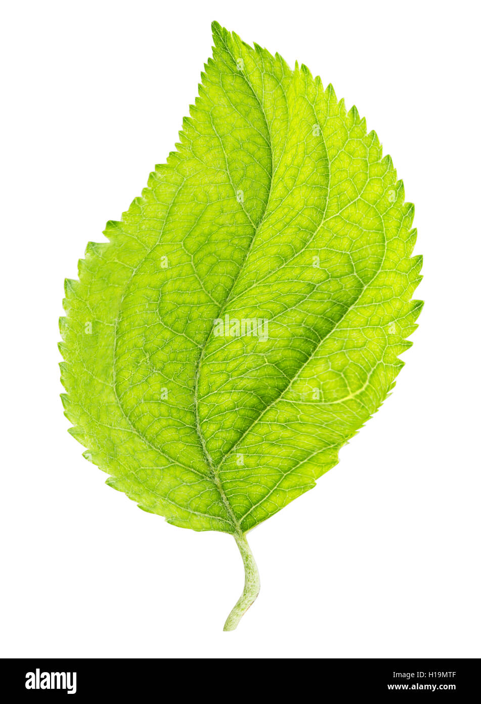 Green leaf of apple isolated on a white background clipping path Stock ...