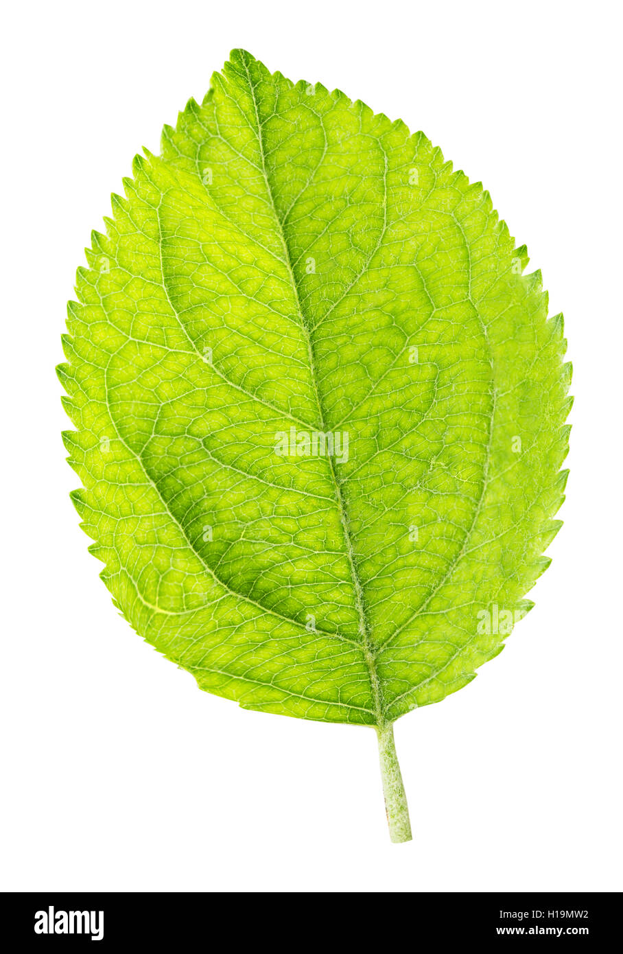 Green leaf of apple isolated on a white background clipping path Stock ...