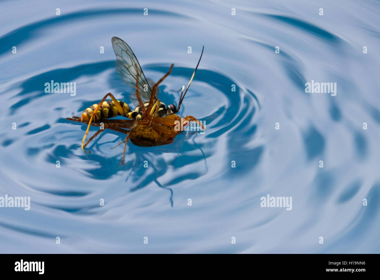 How Long Does It Take to Drown a Wasp 