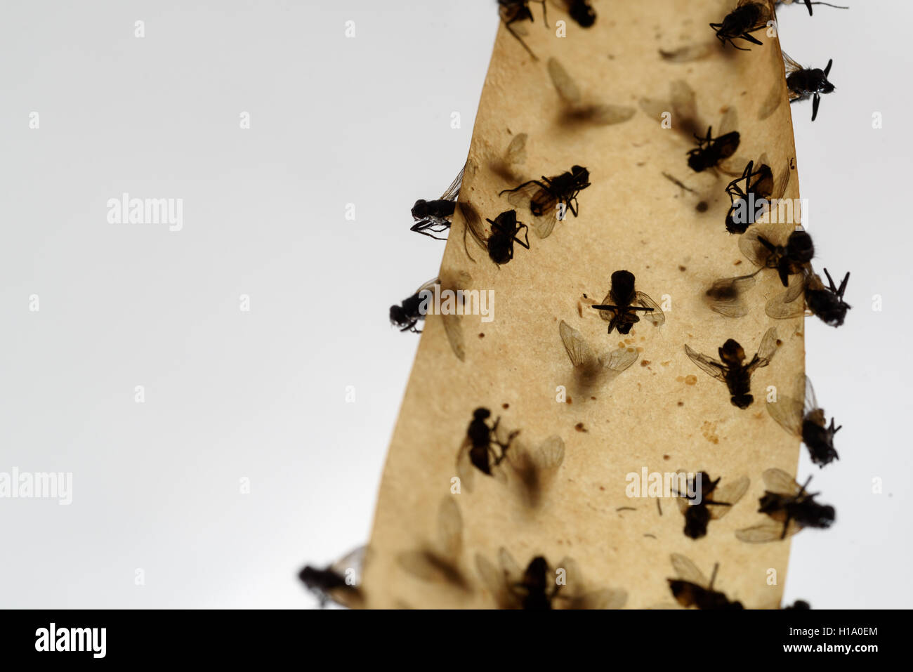 Many dead flies stuck to a fly trap with a white background Stock Photo