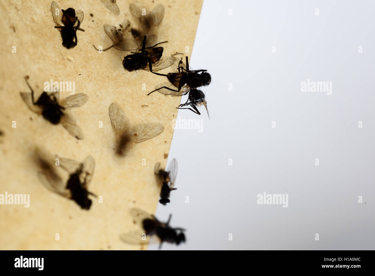 Dead flies stuck to a insect trap hanging from the ceiling with a grey white background. Stock Photo