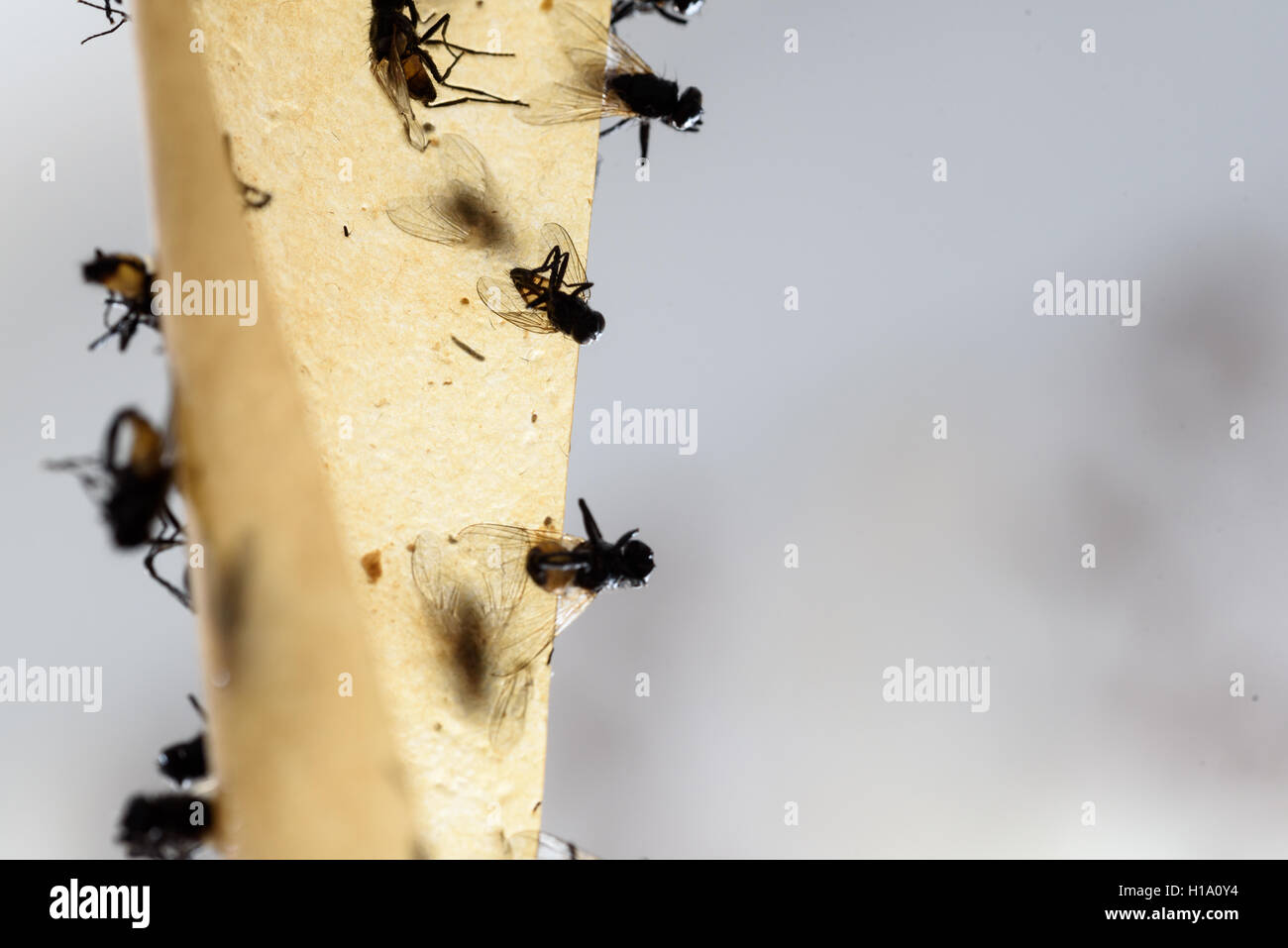 Closeup of dead flies that have stuck to a fly trap. The insects have been killed by the chemicals on the glue. Stock Photo