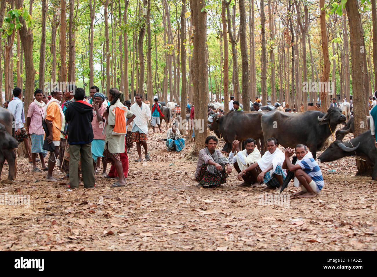 Cattle for sell, Dhurwa Tribal Market, Pandripani Village, Chattisgadh, India Stock Photo