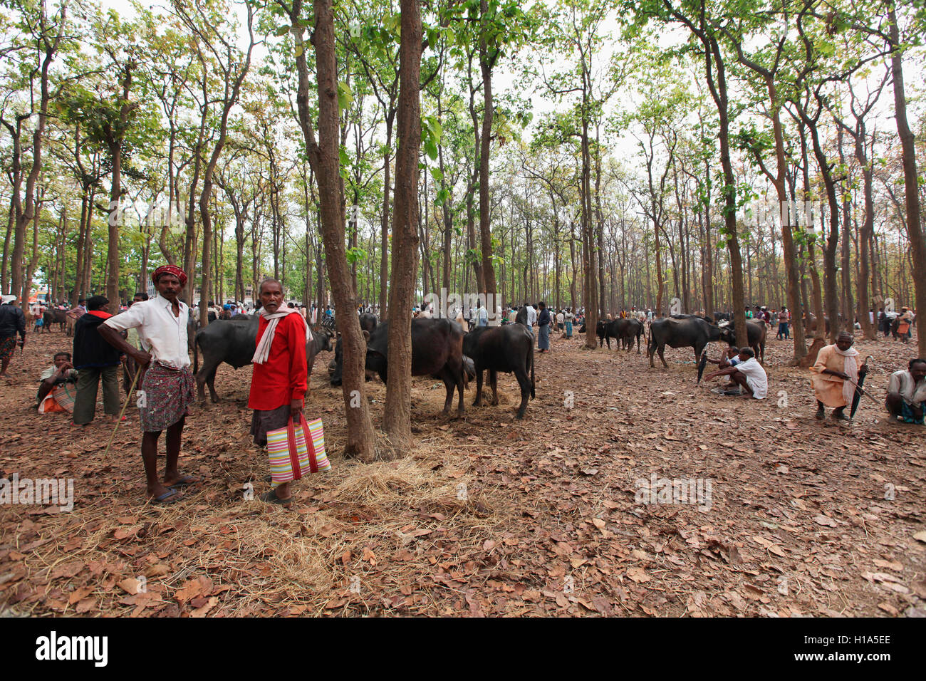 Cattle for sell, Dhurwa Tribal Market, Pandripani Village, Chattisgadh, India Stock Photo