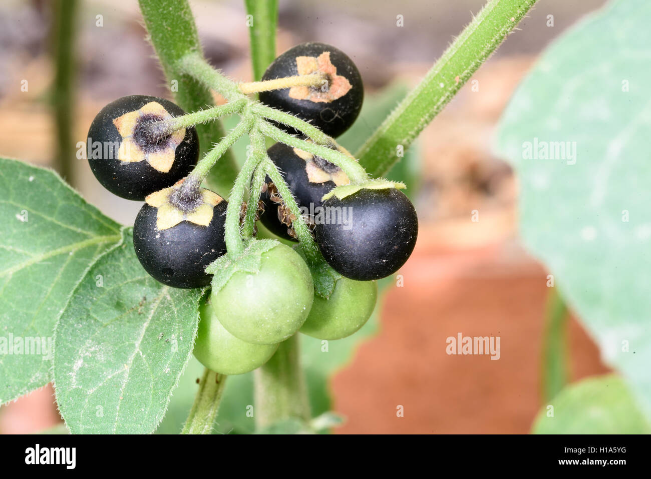 Belladonna plant with (Deadly Nightshade) with a bunch of unripe berries on the highly poisonous weed. Stock Photo