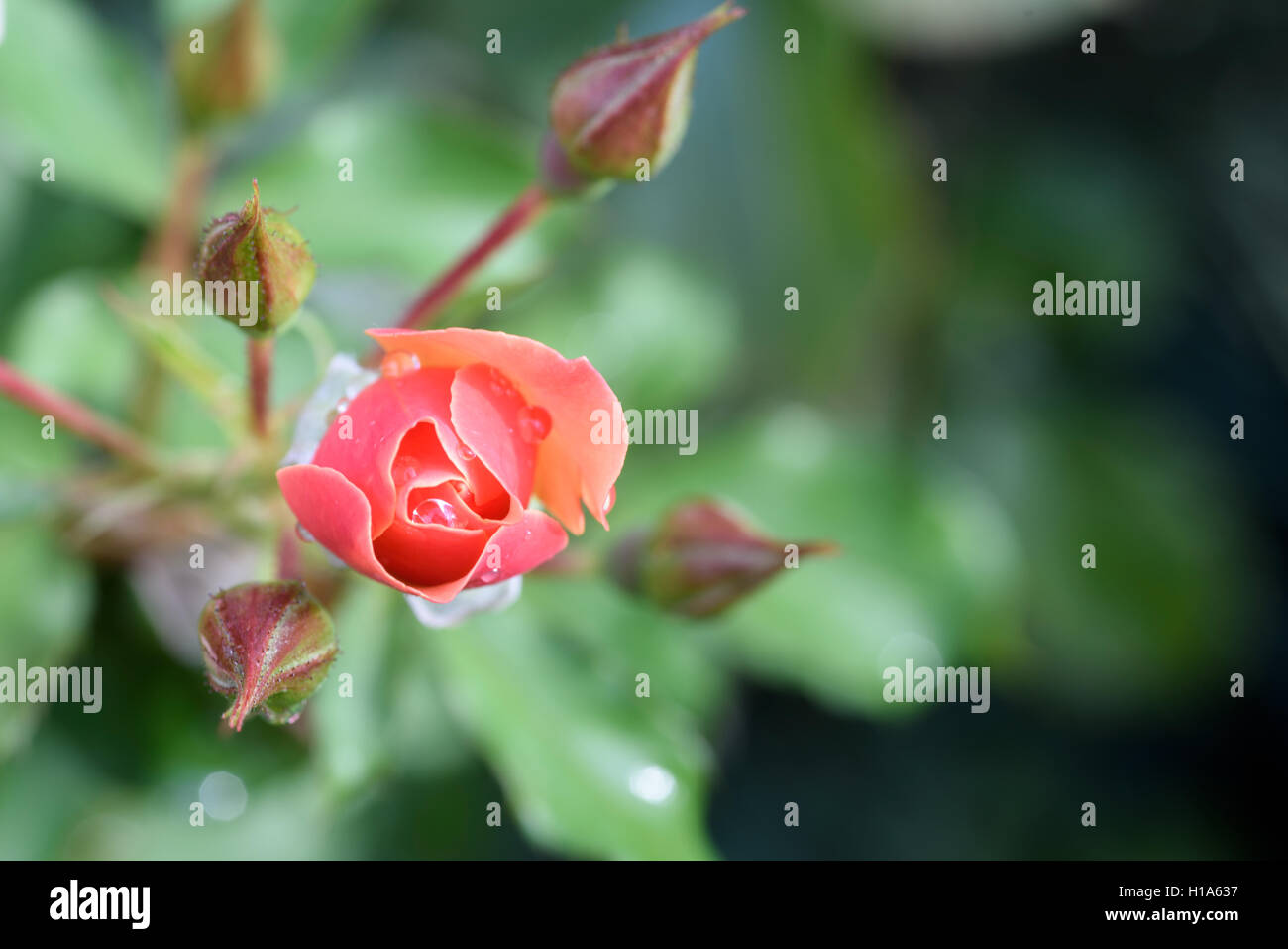 Single unopened red rose with a defocused blurred green leaf garden