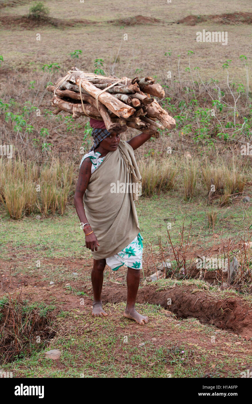 Tribal woman carrying firewood, Chattisgarh, India Stock Photo