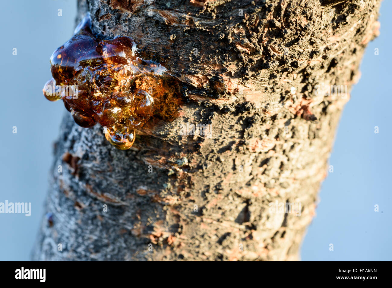 Solid Amber Resin Drops on a Cherry Tree Trunk. Stock Image - Image of  outflow, material: 33030893