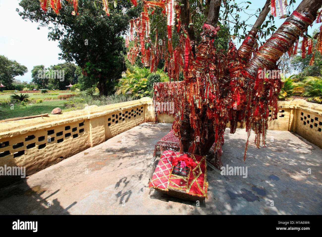 Holy tree, Danteshwari Temple Premises, Dantewada, Chattisgarh, India Stock Photo