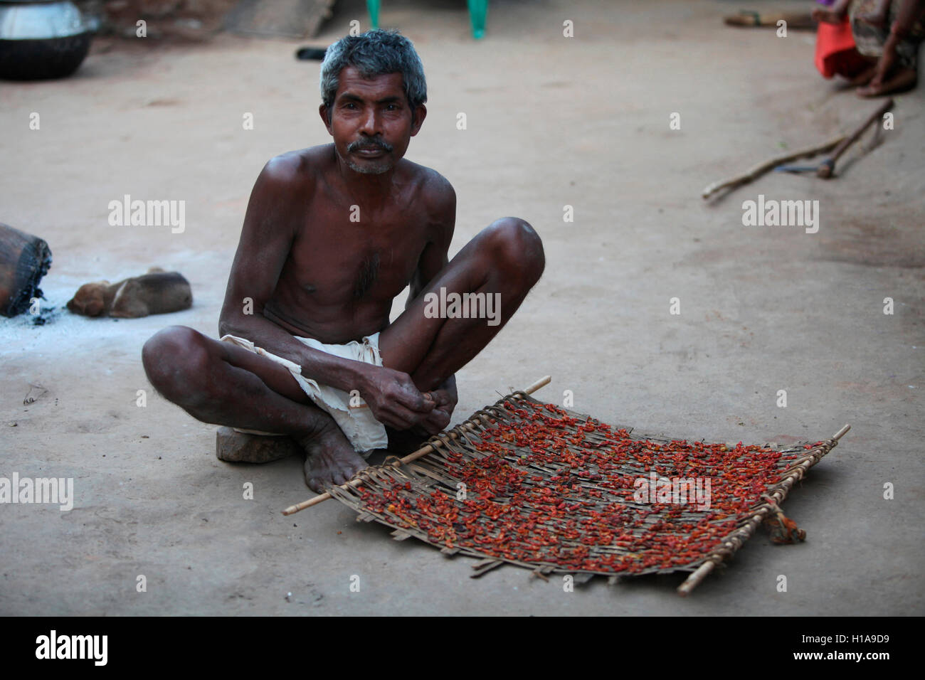 Tribal man drying Tomatoes, Muria Tribe, Erdku Village, Chattisgarh, India Stock Photo