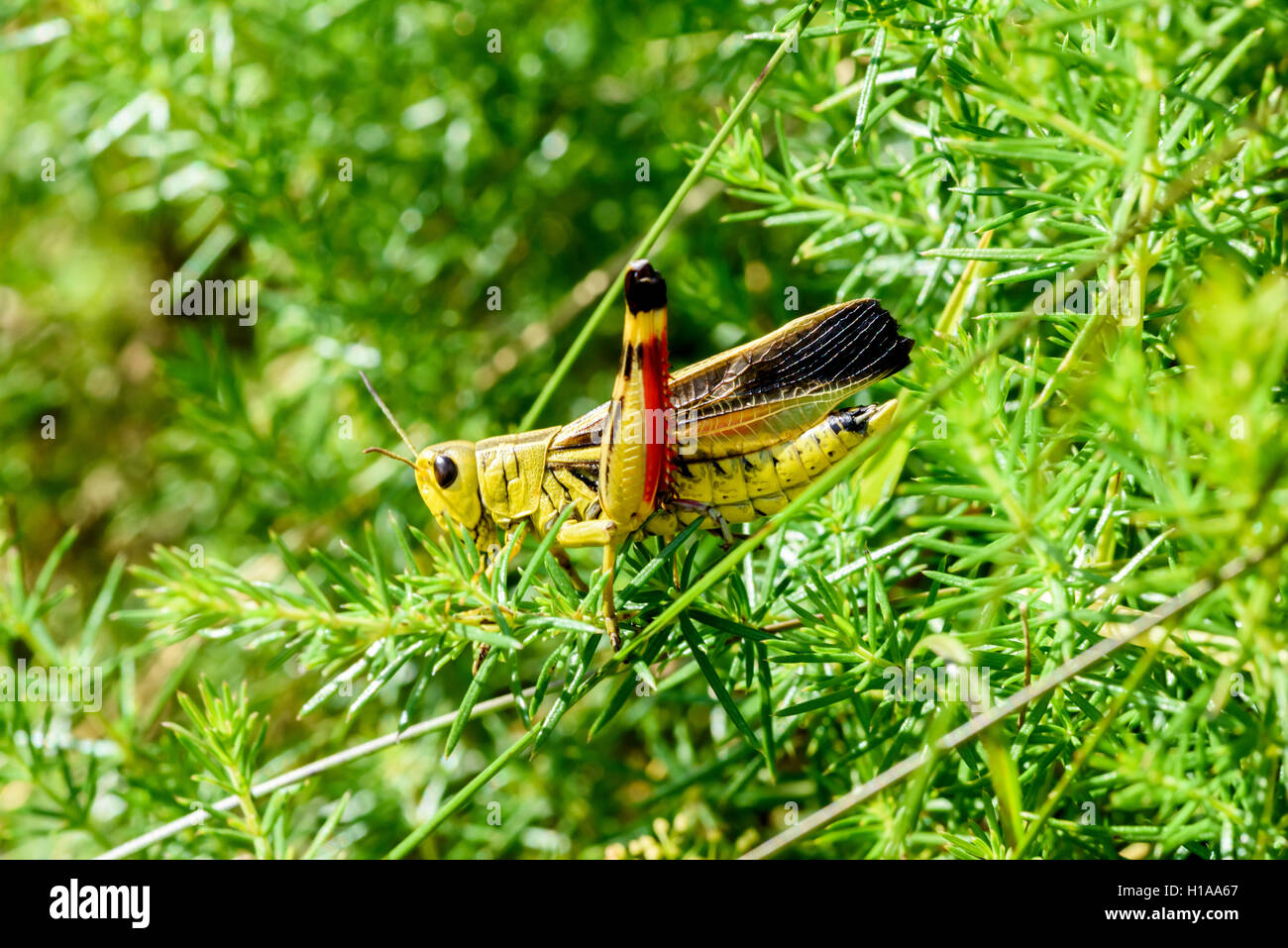 Yellow grasshopper with red legs in green herbs, Alps, France, wildlife  observation Stock Photo