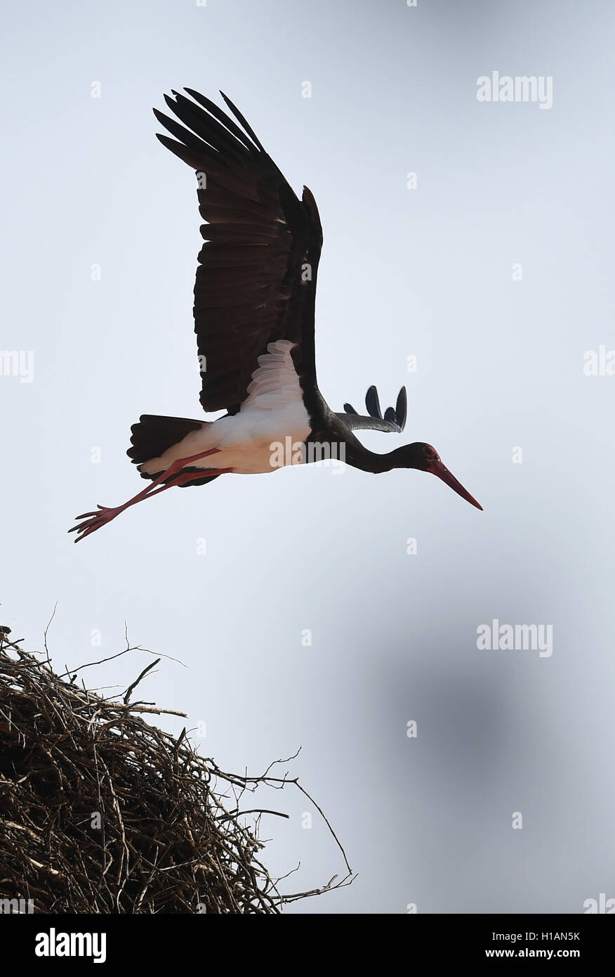 Kunin, Czech Republic. 23rd Sep, 2016. Black stork (Ciconia nigra) enjoys the nice autumn weather in nest on a chimney in Chateau Kunin, Jicin region, Czech Republic, September 23, 2016. © Jaroslav Ozana/CTK Photo/Alamy Live News Stock Photo