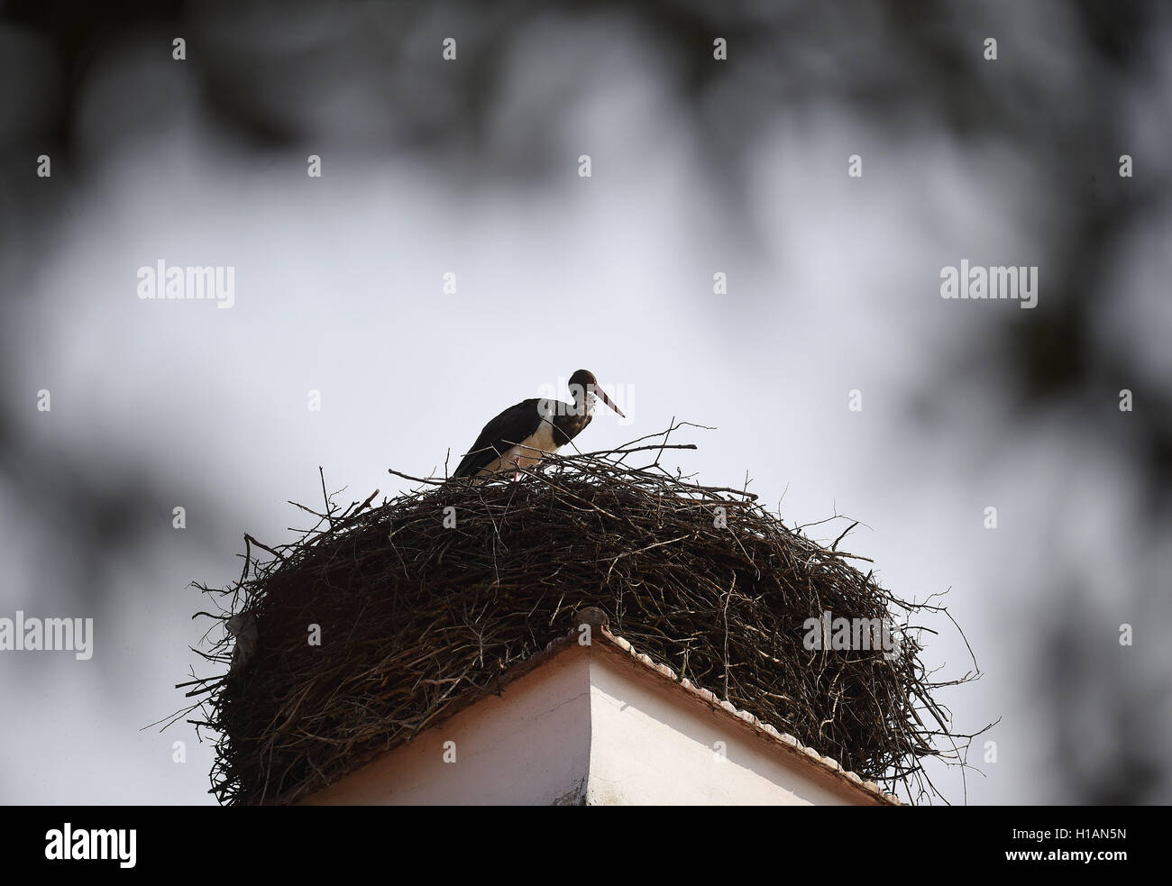 Kunin, Czech Republic. 23rd Sep, 2016. Black stork (Ciconia nigra) enjoys the nice autumn weather in nest on a chimney in Chateau Kunin, Jicin region, Czech Republic, September 23, 2016. © Jaroslav Ozana/CTK Photo/Alamy Live News Stock Photo