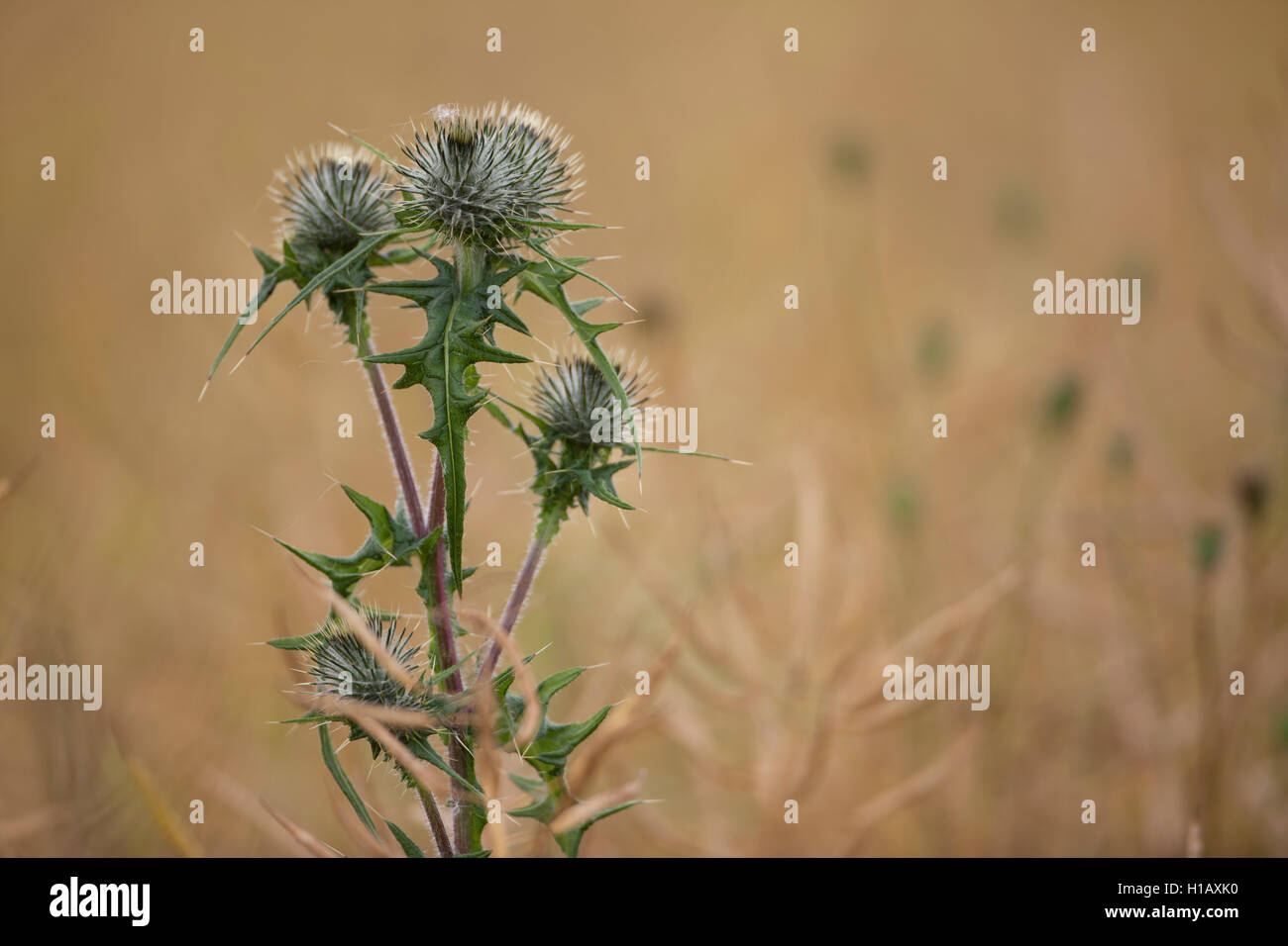 A Spear Thistle plant. Stock Photo