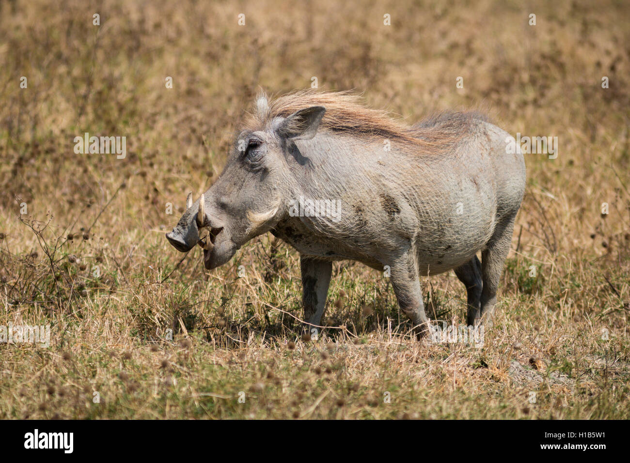 Common warthog (Phacochoerus africanus) Stock Photo