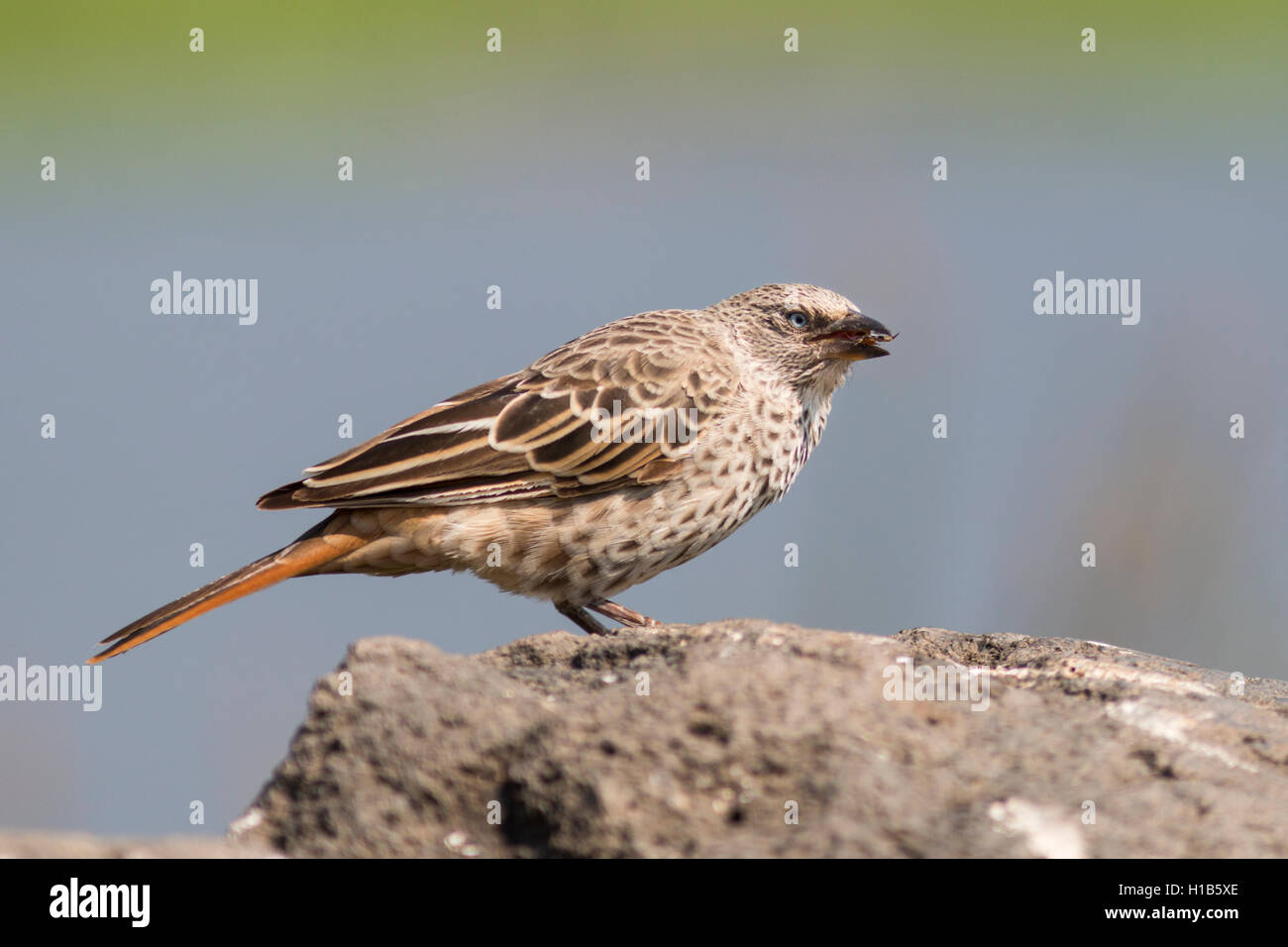 Rufous-tailed weaver (Histurgops ruficaudus) feeding Stock Photo