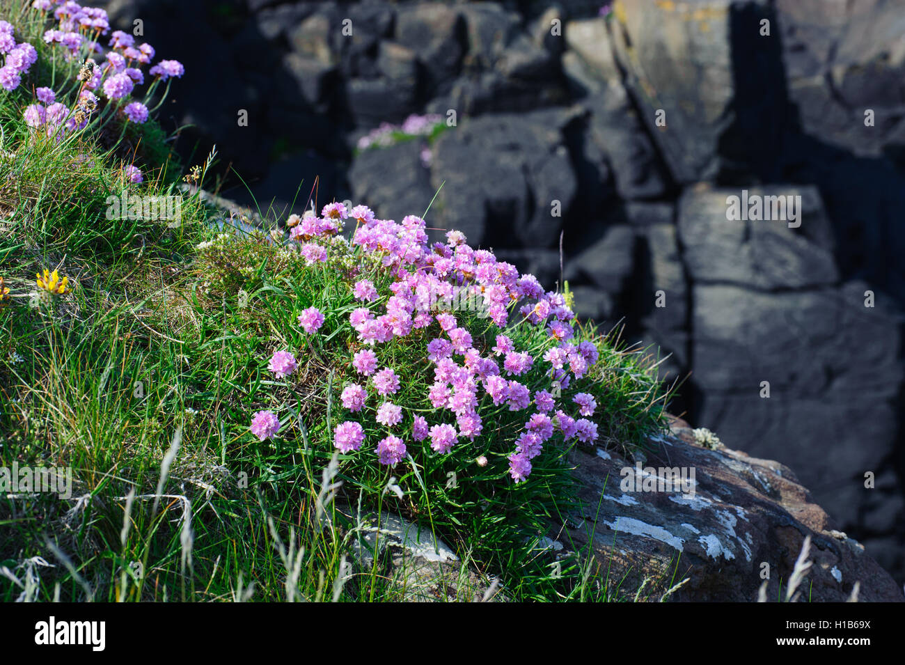 Beautiful pink flowers . Name Sea thrift (Armeria Maritima) Growing On The Rocks Stock Photo