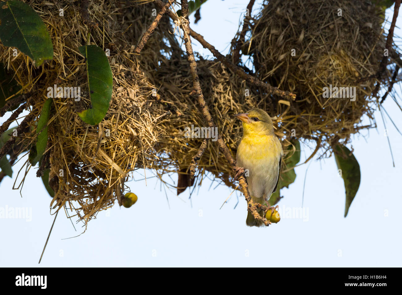 Female lesser masked weaver bird (Ploceus intermedius) and nests Stock ...