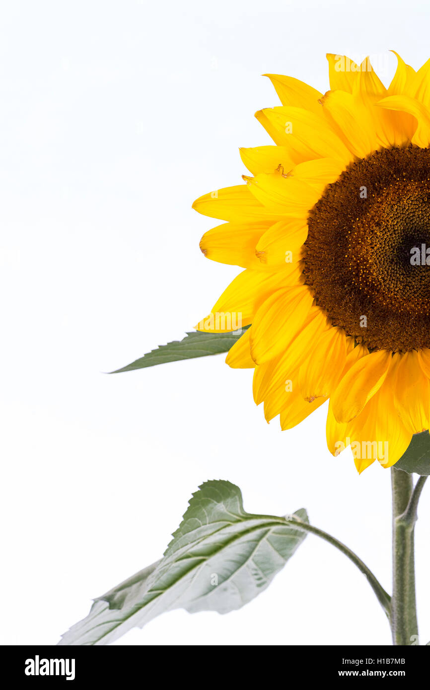 sun flower half, isolated, for background Stock Photo Alamy