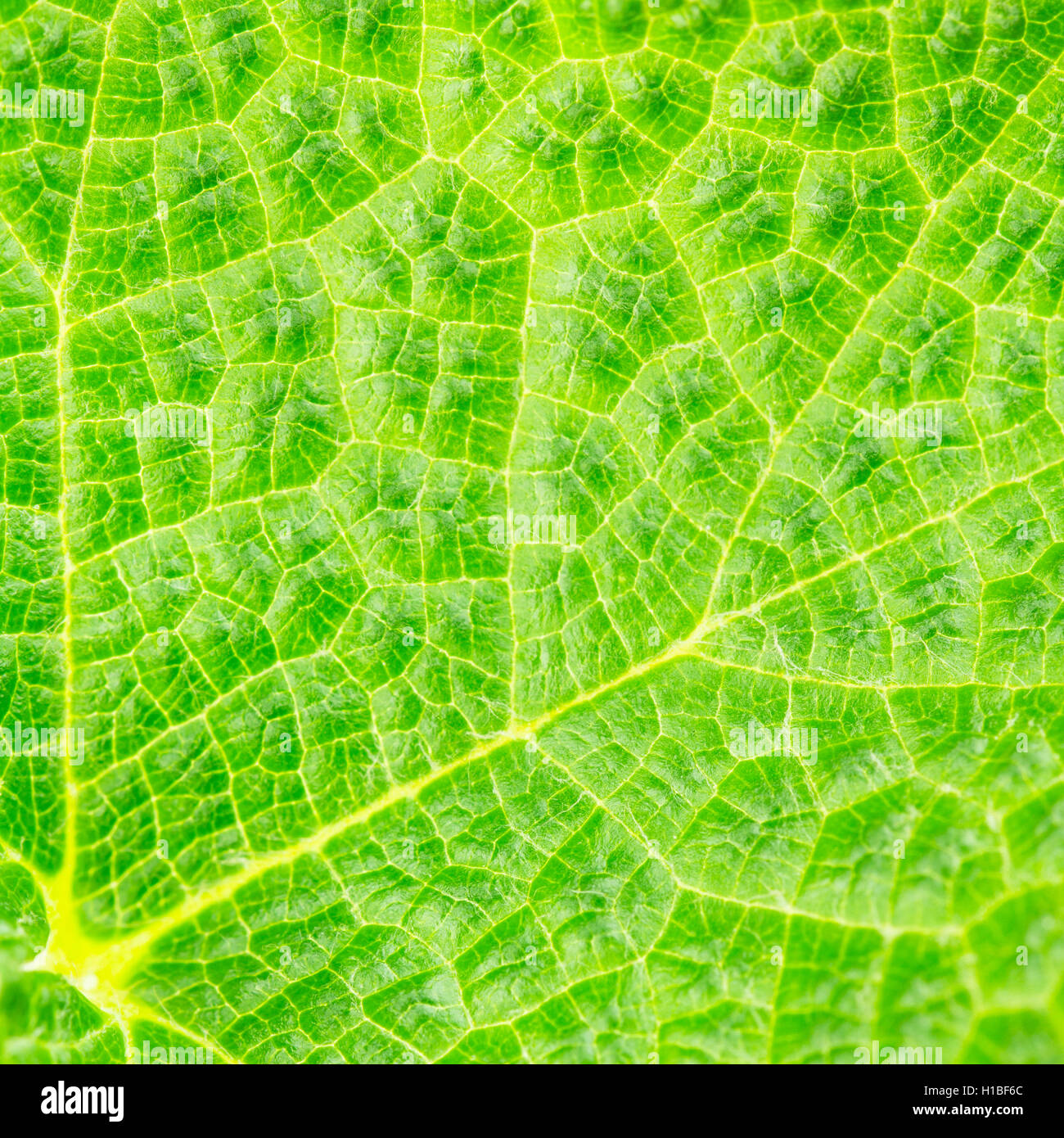 Close-up of creeping raspberry leaf, with veins, hairs and puckering. Stock Photo