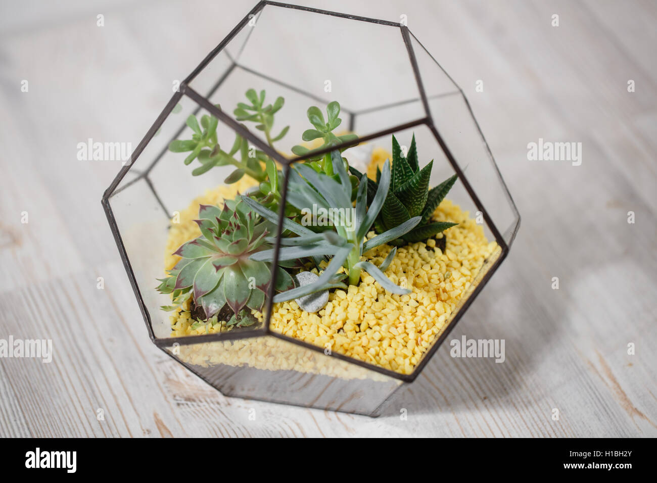 Florarium Glass Vase With Succulent Plant Miniature Cactus
