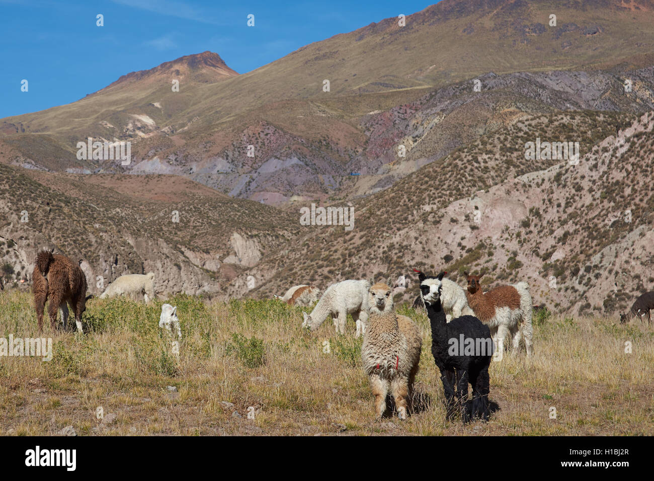 Alpaca (Vicugna pacos) grazing in a field in the small town of Putre Stock Photo