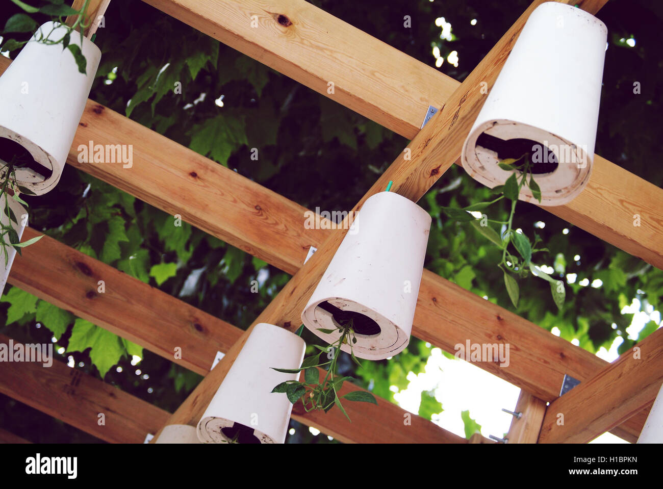 plants growing in pots upsidedown Stock Photo Alamy