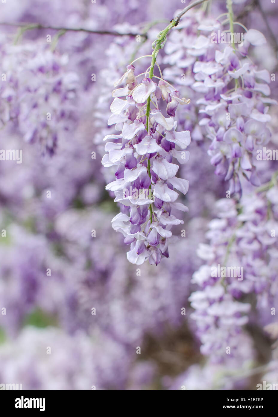 Wisteria flowers blooming in spring Stock Photo