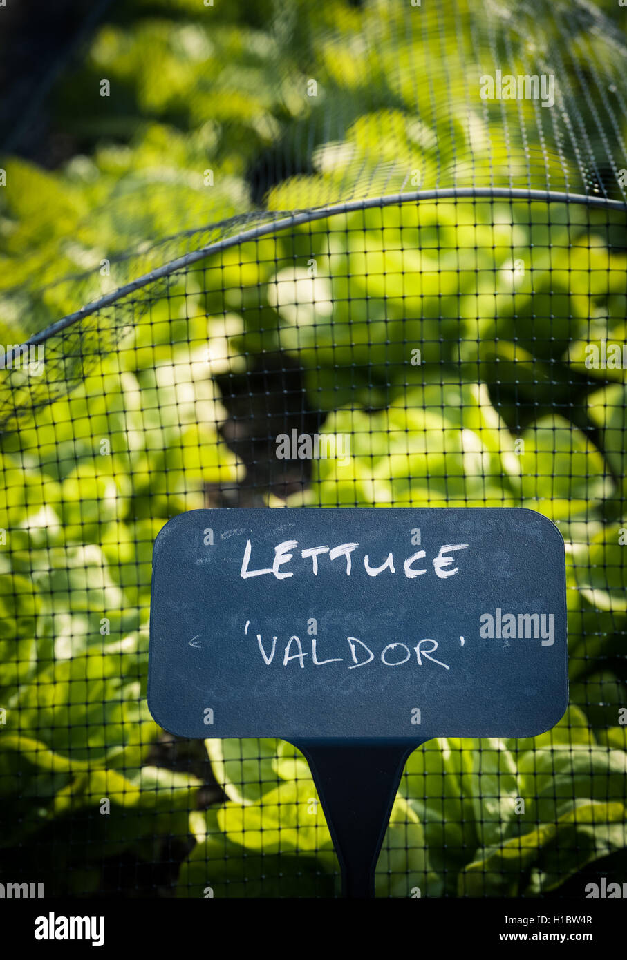 young fresh lettuce Valdor growing in the garden Stock Photo Alamy